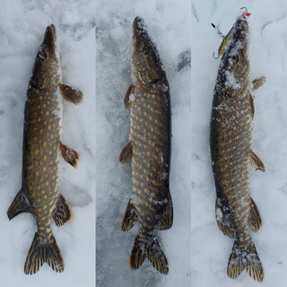Northern Pike