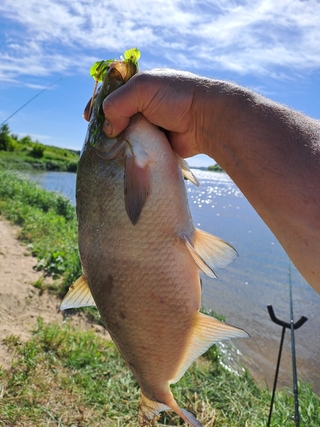 Carp bream