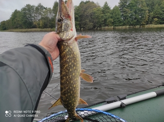 Northern Pike