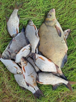 Carp bream