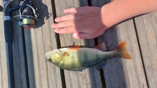Eurasian perch