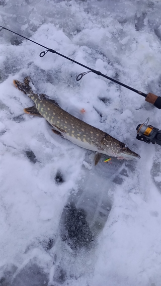 Northern Pike