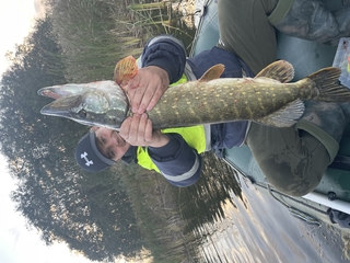 Northern Pike