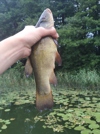 Tench