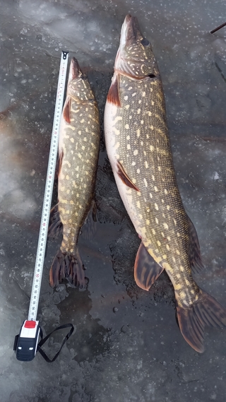 Northern Pike