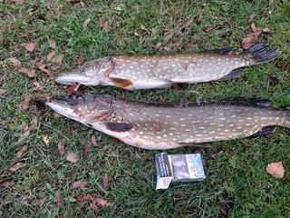 Northern Pike