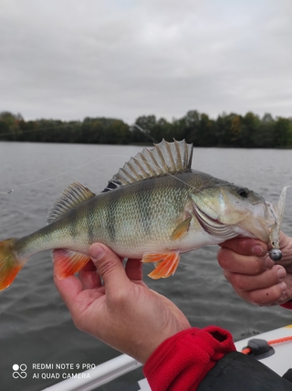 Eurasian perch