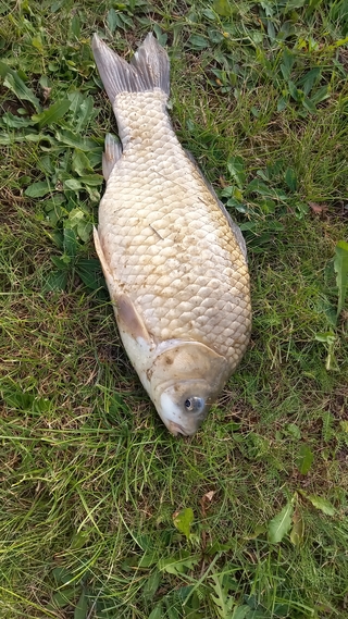 Prussian carp