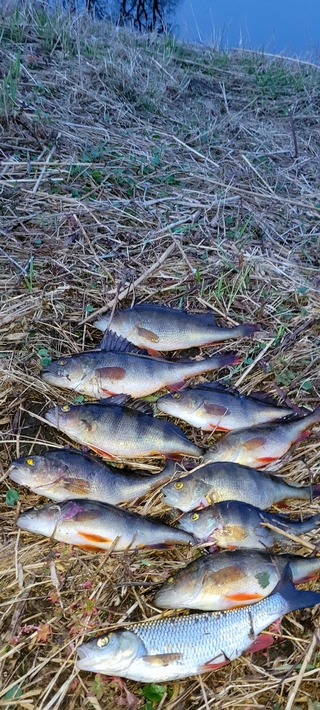 Eurasian perch