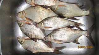 Carp bream