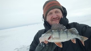 Eurasian perch