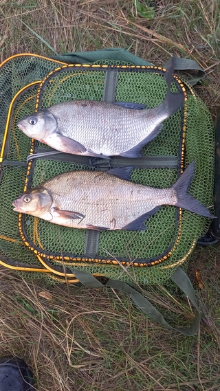 Carp bream