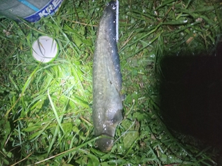 Wels catfish