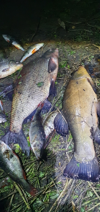 Carp bream
