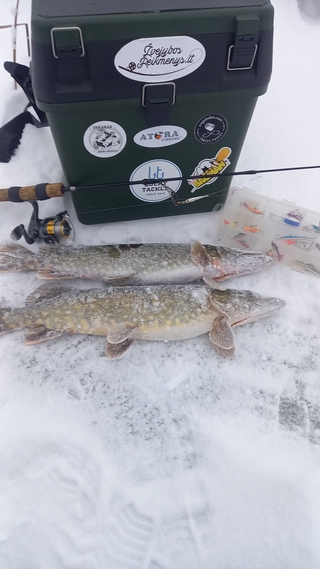 Northern Pike