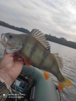 Eurasian perch