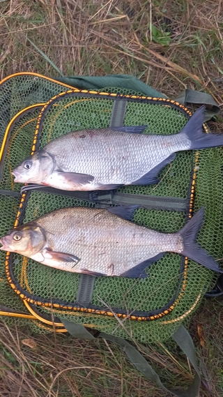 Carp bream