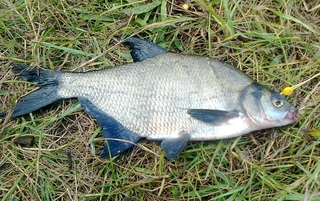Carp bream