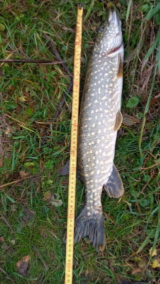 Northern Pike