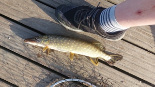 Northern Pike