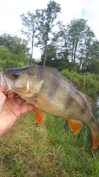 Eurasian perch