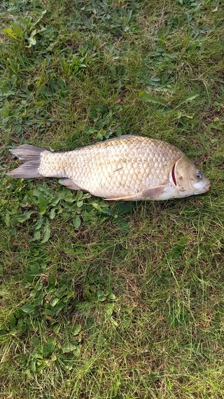 Prussian carp