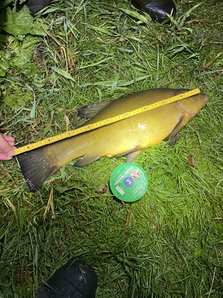 Tench