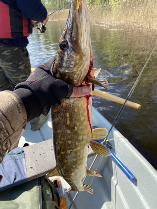 Northern Pike