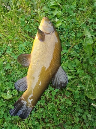 Tench