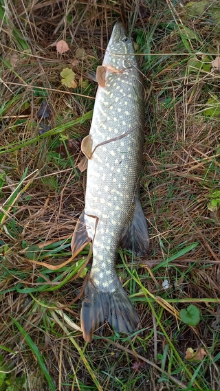 Northern Pike
