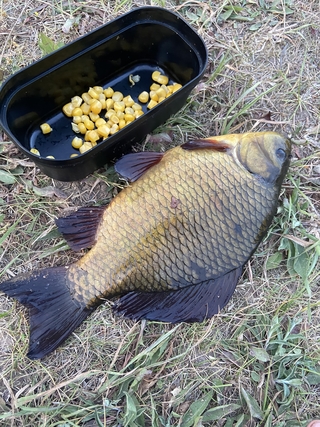 Crucian carp