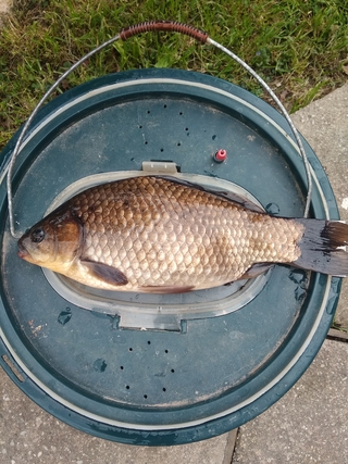 Prussian carp