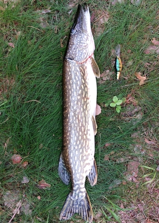Northern Pike