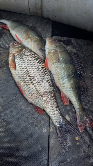 Eurasian perch