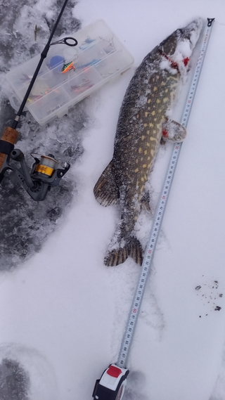 Northern Pike