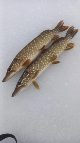 Northern Pike