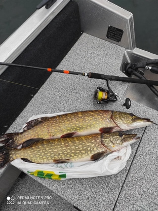 Northern Pike