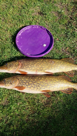 Northern Pike