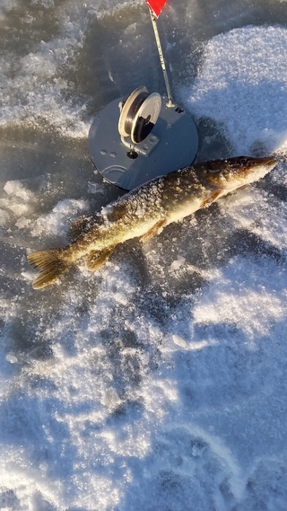 Northern Pike