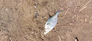 Silver Bream