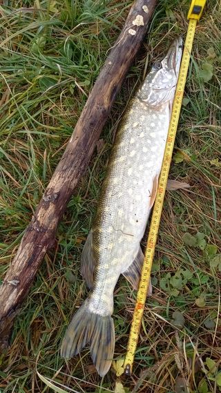 Northern Pike