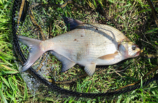 Carp bream
