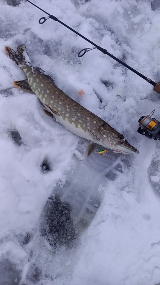 Northern Pike