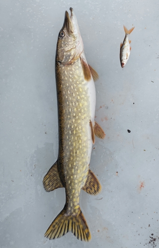 Northern Pike