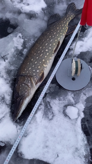 Northern Pike