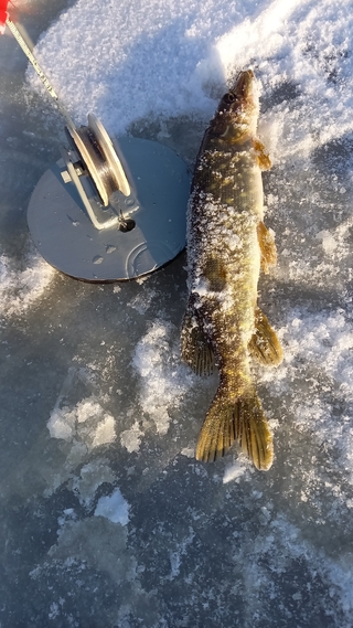 Northern Pike