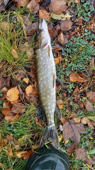 Northern Pike