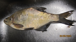 Carp bream