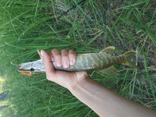 Northern Pike