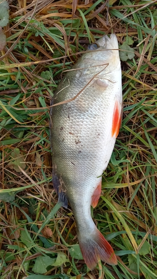 Eurasian perch